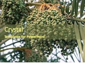 Date Palm Farming PPT template 94 | CrystalGraphics