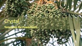  Presentation with date palm - Audience pleasing presentation design consisting of date palm farming backdrop and a tawny brown colored foreground