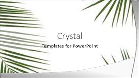  Presentation with date palm - PPT theme enhanced with date-palm-leaf-abstract-background background and a  colored foreground