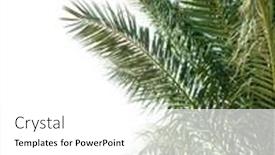  Presentation with date palm - Presentation theme consisting of date-palm-leaves-isolated background and a white colored foreground
