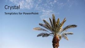 Presentation with date palm - Cool new PPT layouts with date palm tree in front backdrop and a light blue colored foreground