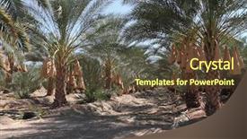  Presentation with date palm - Presentation featuring date palm trees orchard background and a tawny brown colored foreground