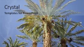  Presentation with empty palm fruit bunch - Beautiful presentation design featuring dates hanging on palm tree backdrop and a light blue colored foreground