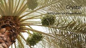  Presentation with date palm - Audience pleasing presentation consisting of dates palm tree backdrop and a coral colored foreground