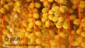  Presentation with date palm - Presentation theme having dates background and a gold colored foreground