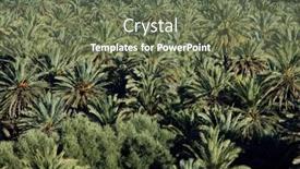  Presentation with plantation - Colorful PPT layouts enhanced with datte-palms-plantation-in-morocco backdrop and a tawny brown colored foreground