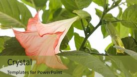  Presentation with datura - Audience pleasing slide deck consisting of datura flower backdrop and a gold colored foreground