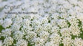  Presentation with close up shot - Presentation enhanced with daucus-carota-flower-close-up background and a light gray colored foreground