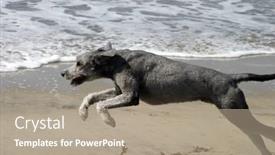  Presentation with dog - Slide set consisting of day-at-the-dog-beach background and a coral colored foreground