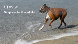  Presentation with dog - Amazing theme having day-at-the-dog-beach backdrop and a gray colored foreground