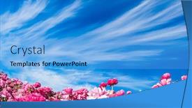 Presentation with pink sky - Cool new theme with day in may adorable pink garden buttercups bloom on a farm field cumulus and cirrus clouds fly in the blue sky concept of ecological tourism backdrop and a light blue colored foreground