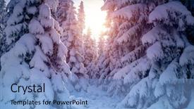  Presentation with nature sun trees - Slide deck having day in the forest czech background and a light blue colored foreground