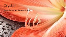  Presentation with water lily - Audience pleasing PPT theme consisting of day lily in water drop backdrop and a coral colored foreground