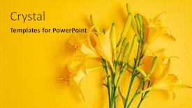  Presentation with lily - Slide set featuring day-lily-on-the-yellow background and a light gray colored foreground