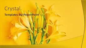  Presentation with lily - Slide set enhanced with day-lily-on-the-yellow background and a gold colored foreground