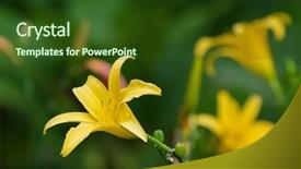  Presentation with lily flower - Cool new slides with day lily yellow flower backdrop and a  colored foreground