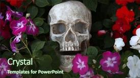  Presentation with human life cycle - Audience pleasing slides consisting of day of the dead cycle backdrop and a tawny brown colored foreground