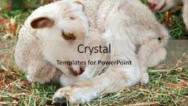  Presentation with lays - Presentation theme with day old lamb lays sleeping on the grass background and a mint green colored foreground