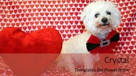  Presentation with valentines day - Amazing presentation design having day photos against a heart backdrop and a red colored foreground