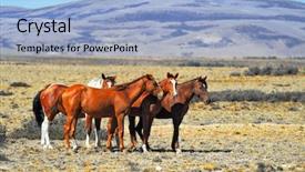  Presentation with wild horses - Colorful presentation design enhanced with day the herd of wild backdrop and a light blue colored foreground