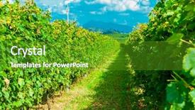  Presentation with vineyards - Audience pleasing PPT layouts consisting of day with white ripe cluster backdrop and a tawny brown colored foreground