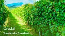  Presentation with vineyards - PPT theme consisting of day with white ripe cluster background and a forest green colored foreground