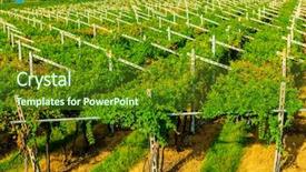  Presentation with vineyards - PPT theme enhanced with day with white ripe cluster background and a tawny brown colored foreground