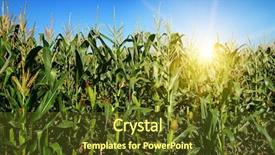  Presentation with corn field - Presentation having corn stalks on the field background and a tawny brown colored foreground