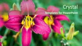  Presentation with can i design a garden - PPT layouts consisting of daylily - daylilies found in the summer background and a ocean colored foreground