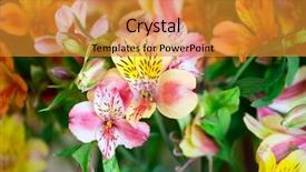  Presentation with blurred vision - Slide set enhanced with daylily closeup on a blurred background and a  colored foreground