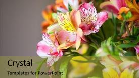  Presentation with blurred vision - Audience pleasing slide deck consisting of daylily closeup on a blurred backdrop and a gold colored foreground