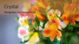  Presentation with crime tape blurred forensic - Slide set with daylily closeup on a blurred background and a gold colored foreground