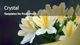  Presentation with azalea - Colorful presentation enhanced with daylily flower - azalea or rhododendron in garden backdrop and a wine colored foreground