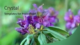  Presentation with azalea - Presentation featuring daylily flower - azalea or rhododendron in garden background and a  colored foreground