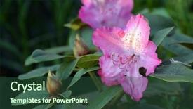 Presentation with azalea - Amazing slide set having daylily flower - azalea or rhododendron in garden backdrop and a  colored foreground