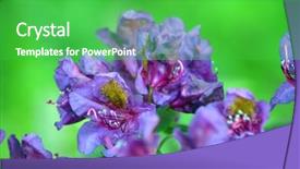  Presentation with azalea - Presentation design consisting of daylily flower - azalea or rhododendron in garden background and a  colored foreground