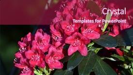  Presentation with azalea - Colorful presentation design enhanced with daylily flower - azalea or rhododendron in garden backdrop and a  colored foreground