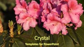  Presentation with azalea - PPT theme having daylily flower - azalea or rhododendron in garden background and a  colored foreground