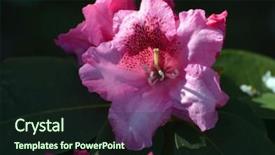  Presentation with azalea - Audience pleasing slides consisting of daylily flower - big pink azalea or rhododendron backdrop and a wine colored foreground
