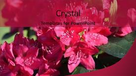  Presentation with azalea - PPT theme enhanced with daylily flower - big pink azalea or rhododendron background and a crimson colored foreground