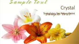  Presentation with lotus flower white water lily - Slide deck featuring daylily flower - lily and daylilies isolated background and a cream colored foreground