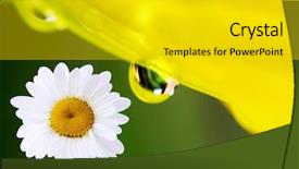  Presentation with water droplets - Beautiful presentation featuring daylily flower and single white backdrop and a  colored foreground