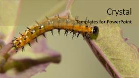  Presentation with old days - Amazing PPT theme having days old gulf fritillary butterfly backdrop and a yellow colored foreground