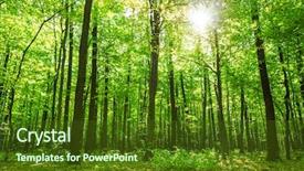  Presentation with autumn wood - Cool new slide deck with dazzling - autumn forest trees nature green backdrop and a tawny brown colored foreground