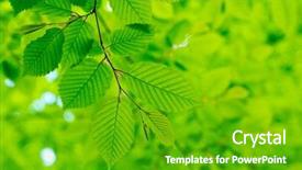  Presentation with green forest morning - Colorful slide set enhanced with dazzling - early morning sun backdrop and a shamrock green colored foreground