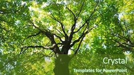  Presentation with green forest morning - Cool new slides with dazzling - early morning sun backdrop and a tawny brown colored foreground