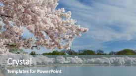  Presentation with cherry blossom - Slides featuring dc during cherry blossom festival background and a gray colored foreground