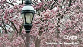  Presentation with spring - Audience pleasing PPT theme consisting of dc in spring - authentic street backdrop and a gray colored foreground