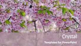  Presentation with gifs falling cherry blossoms - Cool new PPT layouts with dc united states of america backdrop and a gray colored foreground