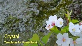  Presentation with cherry blossom - Slide deck enhanced with dc united states of america background and a tawny brown colored foreground
